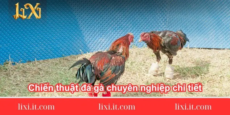 chien thuat da ga chuyen nghiep chi tiet 1 chien-thuat-da-ga-chuyen-nghiep-chi-tiet
