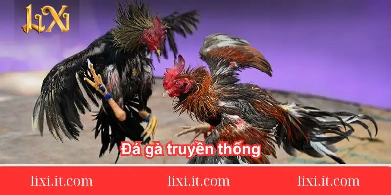 da-ga-truyen-thong-dua-vao-the-luc-suc-manh-va-chien-thuat