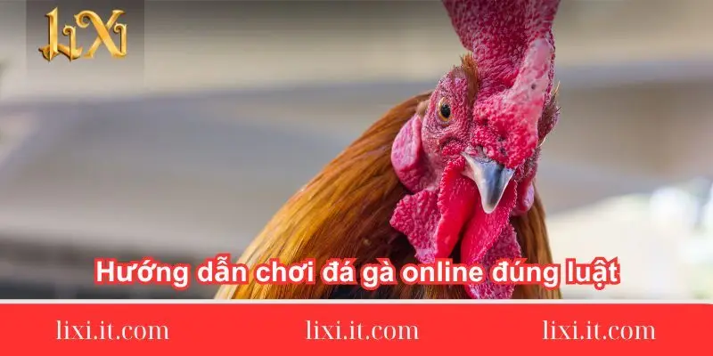 huong dan choi da ga online dung luat 1 huong-dan-choi-da-ga-online-dung-luat