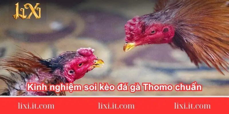kinh nghiem soi keo da ga thomo chuan 1 kinh-nghiem-soi-keo-da-ga-thomo-chuan