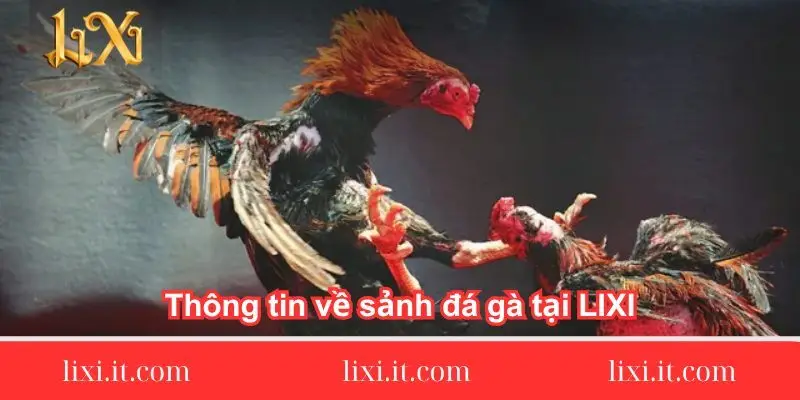 thong-tin-so-net-ve-sanh-da-ga-tai-lixi88