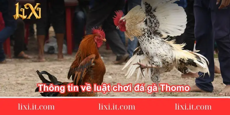 thong tin ve luat choi da ga thomo chi tiet 3 thong-tin-ve-luat-choi-da-ga-thomo-chi-tiet