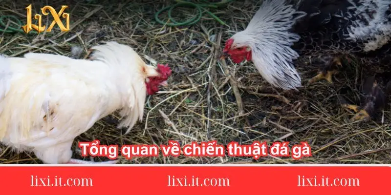 tong quan ve chien thuat da ga 1 tong-quan-ve-chien-thuat-da-ga